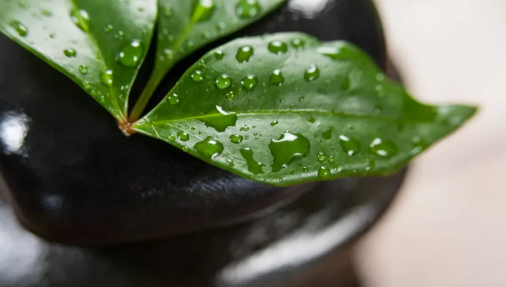 Goodbye Synthetic Silicones: Embracing Natural Silicone Alternatives